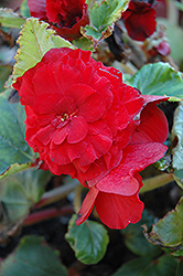 Bliss Deep Red Begonia (Begonia 'Bliss Deep Red') at A Very Successful Garden Center