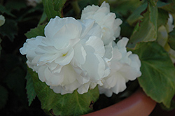 Bliss White Begonia (Begonia 'Bliss White') at A Very Successful Garden Center