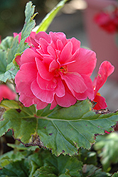 Bliss Pink Shades Begonia (Begonia 'Bliss Pink Shades') at A Very Successful Garden Center