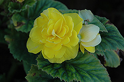 Bliss Yellow Begonia (Begonia 'Bliss Yellow') at A Very Successful Garden Center
