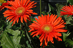Funtastic Fire Orange Gerbera Daisy (Gerbera 'Funtastic Fire Orange') at Lakeshore Garden Centres