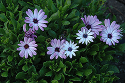 Asti Purple Bicolor African Daisy (Osteospermum 'Asti Purple Bicolor') at A Very Successful Garden Center