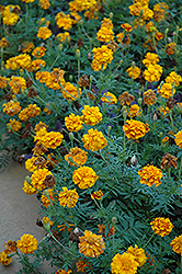 Zenith Orange and Red Marigold (Tagetes patula 'Zenith Orange and Red') at A Very Successful Garden Center