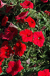 Pretty Flora Red Petunia (Petunia 'Pretty Flora Red') at A Very Successful Garden Center