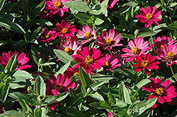 UpTown Pink Champagne Zinnia (Zinnia 'UpTown Pink Champagne') at A Very Successful Garden Center