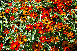 UpTown Orange Blossom Zinnia (Zinnia 'UpTown Orange Blossom') at Lakeshore Garden Centres