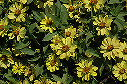 Zahara Yellow Zinnia (Zinnia 'Zahara Yellow') at A Very Successful Garden Center