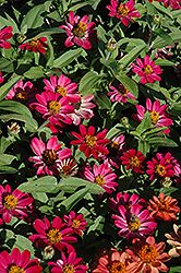 Profusion Cherry Zinnia (Zinnia 'Profusion Cherry') at The Mustard Seed