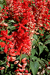 Bonfire Scarlet Sage (Salvia 'Bonfire') at A Very Successful Garden Center
