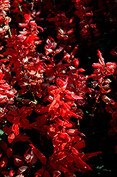 Flare Scarlet Sage (Salvia 'Flare') at A Very Successful Garden Center