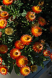 Mohave Fire Strawflower (Bracteantha bracteata 'Mohave Fire') at Lakeshore Garden Centres