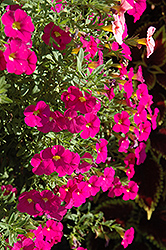 MiniFamous Pink Calibrachoa (Calibrachoa 'MiniFamous Pink') at Lakeshore Garden Centres