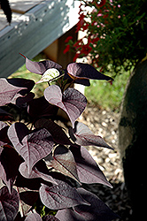 Sidekick Black Heart Sweet Potato Vine (Ipomoea batatas 'Sidekick Black Heart') at A Very Successful Garden Center