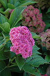 Forever And Ever Together Hydrangea (Hydrangea macrophylla 'Forever And Ever Together') at Lakeshore Garden Centres