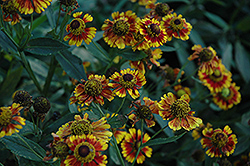 Can Can Sneezeweed (Helenium 'Can Can') at Lakeshore Garden Centres