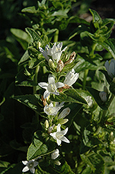 Bellefleur White Clustered Bellflower (Campanula glomerata 'Bellefleur White') at Lakeshore Garden Centres