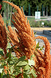 Hot Biscuits Amaranthus (Amaranthus 'Hot Biscuits') at A Very Successful Garden Center