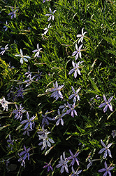 Starshine Blue Laurentia (Isotoma axillaris 'Starshine Blue') at A Very Successful Garden Center