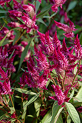 Celway Purple Celosia (Celosia 'Celway Purple') at A Very Successful Garden Center