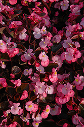 Yin Rose Begonia (Begonia 'Yin Rose') at A Very Successful Garden Center