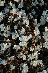 Yin White Begonia (Begonia 'Yin White') at A Very Successful Garden Center