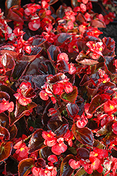 Yin Red Begonia (Begonia 'Yin Red') at A Very Successful Garden Center