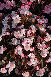 Yin Pink Begonia (Begonia 'Yin Pink') at A Very Successful Garden Center
