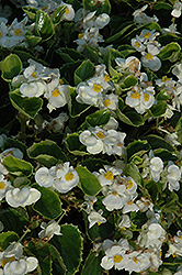 Yang White Begonia (Begonia 'Yang White') at A Very Successful Garden Center