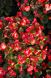 Yang Red Begonia (Begonia 'Yang Red') at A Very Successful Garden Center