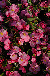 Yang Pink Begonia (Begonia 'Yang Pink') at A Very Successful Garden Center