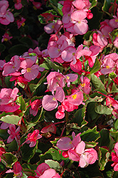Encore IV Rose Begonia (Begonia 'Encore IV Rose') at A Very Successful Garden Center
