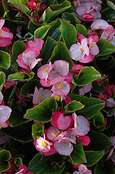 Encore IV Pink Begonia (Begonia 'Encore IV Pink') at Lakeshore Garden Centres