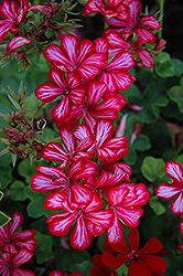 Royal Candy Red Ivy Leaf Geranium (Pelargonium peltatum 'Royal Candy Red') at A Very Successful Garden Center