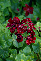 Royal Dark Burgundy Ivy Leaf Geranium (Pelargonium peltatum 'Royal Dark Burgundy') at A Very Successful Garden Center