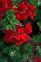 Royal Dark Red Ivy Leaf Geranium (Pelargonium peltatum 'Royal Dark Red') at A Very Successful Garden Center