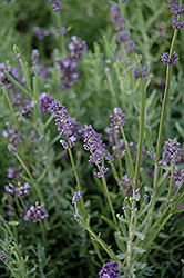 Scent Early Blue Lavender (Lavandula angustifolia 'Syngablusc') at Stonegate Gardens