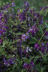 AngelMist Spreading Purple Angelonia (Angelonia angustifolia 'AngelMist Spreading Purple') at Lakeshore Garden Centres