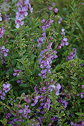 AngelMist Purple Angelonia (Angelonia angustifolia 'AngelMist Purple') at Lakeshore Garden Centres