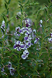 AngelMist Purple Stripe Angelonia (Angelonia angustifolia 'AngelMist Purple Stripe') at A Very Successful Garden Center