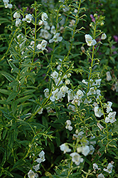 AngelMist White Angelonia (Angelonia angustifolia 'AngelMist White') at Lakeshore Garden Centres