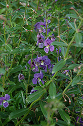 Angelface Dresden Blue Angelonia (Angelonia angustifolia 'ANWEDG116') at A Very Successful Garden Center