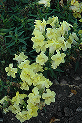 Twinny Yellow Snapdragon (Antirrhinum majus 'Twinny Yellow') at A Very Successful Garden Center