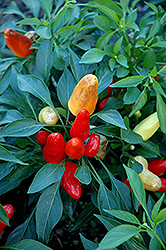 Sweet Pickle Pepper (Capsicum annuum 'Sweet Pickle') at A Very Successful Garden Center