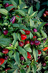 Loco Ornamental Pepper (Capsicum annuum 'Loco') at A Very Successful Garden Center