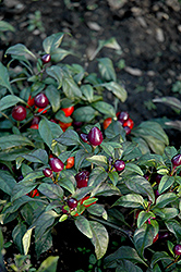 Pretty In Purple Ornamental Pepper (Capsicum annuum 'Pretty In Purple') at A Very Successful Garden Center