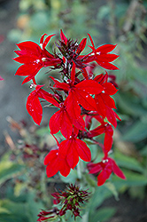 Compliment Deep Red Cardinal Flower (Lobelia x speciosa 'Compliment Deep Red') at A Very Successful Garden Center
