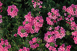 Quartz XP Pink Verbena (Verbena 'Quartz XP Pink') at Lakeshore Garden Centres