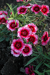 Diana Crimson Picotee Pinks (Dianthus 'Diana Crimson Picotee') at A Very Successful Garden Center