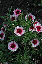 Diana Purple Center White Pinks (Dianthus 'Diana Purple Center White') at A Very Successful Garden Center