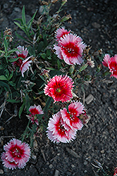 Diana Scarlet Picotee Pinks (Dianthus 'Diana Scarlet Picotee') at Stonegate Gardens